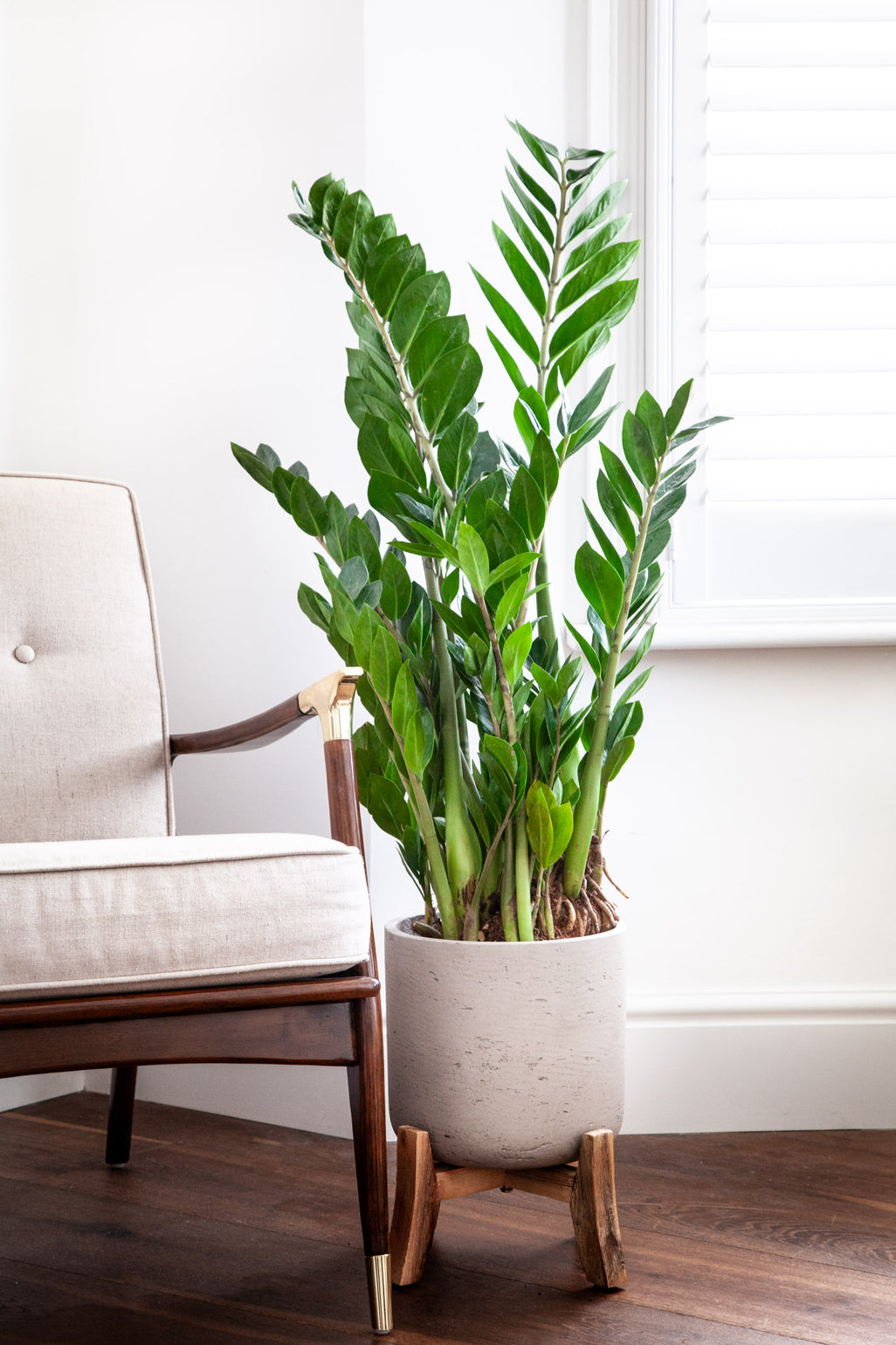 files/IndoorPlants-JamieShots16.11.2023-302.jpg